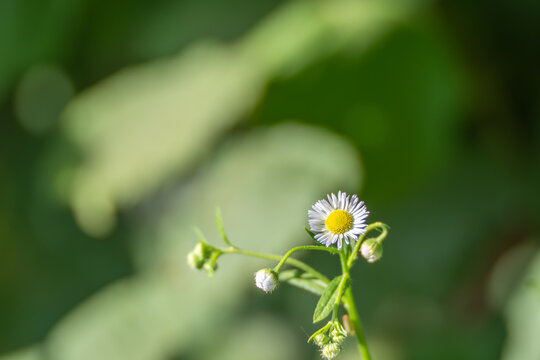 A single annual fleabane flower, Erigeron annuus, opens beside several small buds. The sunlit bloom stands out against smooth green bokeh.