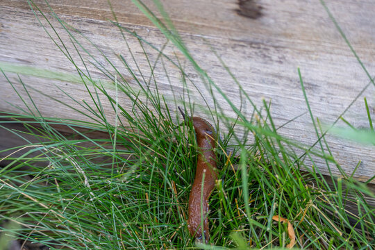 A reddish Spanish slug, Arion vulgaris, moves through grass beside a wooden garden border. Its elongated body and dark tentacles are visible in natural light.