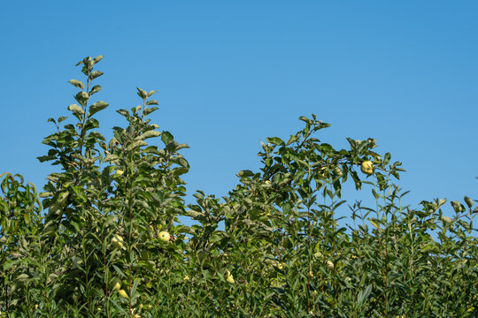 Apple trees, Malus domestica, rise above dense orchard vegetation under a clear blue sky. Green and yellow fruit can be seen among the sunlit leaves.