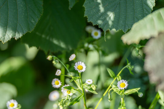 Annual fleabane flowers, Erigeron annuus, bloom beneath broad green leaves. Soft sunlight and shallow focus create a calm woodland garden scene.
