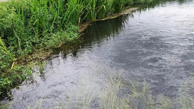 Fullerton Hampshire England. 28.06.2026. Video. A serene view of a clear river with flowing water, bordered by vibrant green reeds and submerged aquatic vegetation