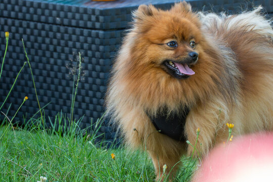 An alert orange Pomeranian looks sideways while standing on green grass. Its fluffy coat, open mouth and black harness are shown in a close outdoor portrait.