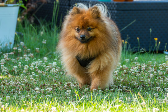 A fluffy orange Pomeranian walks toward the camera across white clover, Trifolium repens. The garden portrait captures the small dog in gentle summer light.