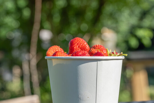 A paper cup filled with ripe Fragaria ananassa strawberries stands outdoors. Warm sunlight and soft green bokeh emphasize the fresh red summer fruit.