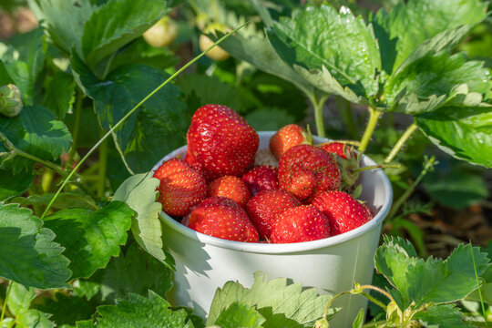 A paper cup holds ripe strawberries from Fragaria ananassa plants. Bright sunlight illuminates the red fruit and lush green leaves in the garden.