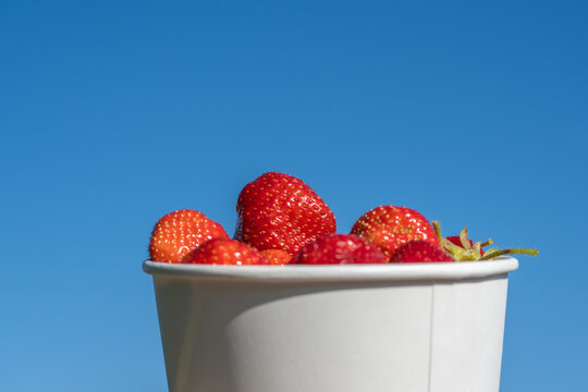 Ripe Fragaria ananassa strawberries fill a white paper cup beneath a clear blue sky. The low angle creates a bright seasonal food image with copy space.