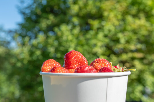 A white paper cup holds ripe Fragaria ananassa strawberries outdoors. Sunlit foliage and soft bokeh create a fresh summer garden setting.