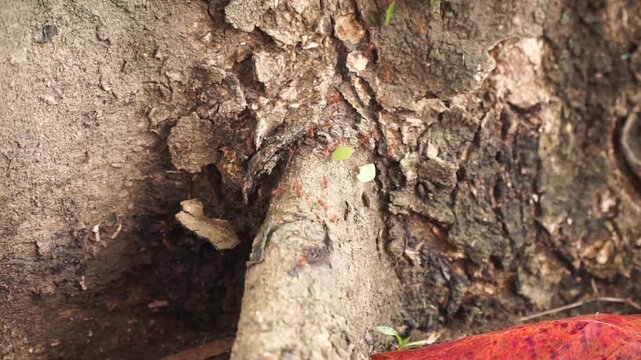 Macro view of leafcutter ants crawling on a rough, textured tree root or trunk bark, carrying tiny green leaf pieces in a tropical forest ecosystem.