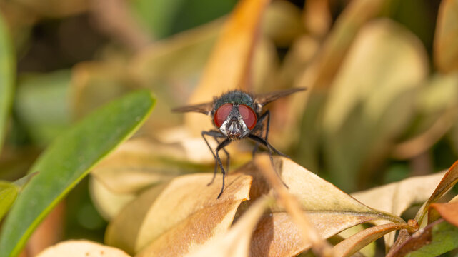 Bio Diversity - Lucilia sericata - Goldfly sitting on aBrown Leafes- Macro with many details Facet Eye