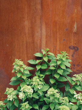 The texture of a rusty old metal wall and free-growing greenery with raindrops. Concept of the surrounding nature.