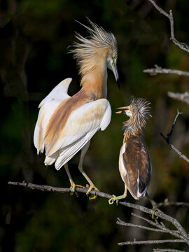 Squacco heron with chick perched on delicate branches in tender interaction