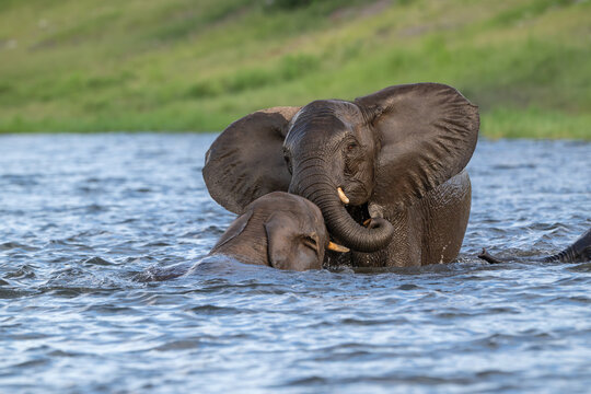 Two African elephants playing in the Chobe River in Chobe National Park