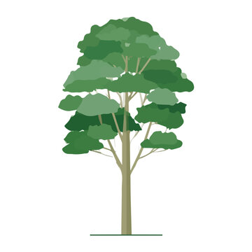 Balsa Tree, minimal flat 2D illustration with smooth shapes, isolated on a white background.
