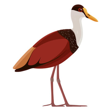 Flat 2D illustration of Jacana, clean vector illustration style, isolated on a white background.
