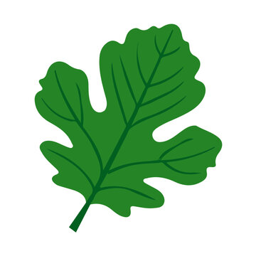 Fig Leaf, flat 2D graphic illustration in a modern minimal style, isolated on a white background.