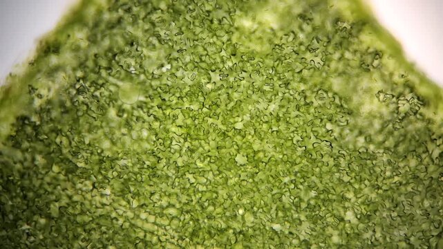 Plant biology microscopy footage of leaf tissue and stoma cells 