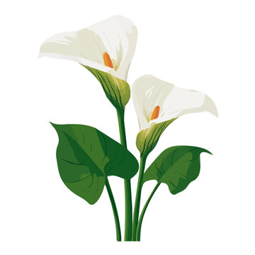 Flat 2D illustration of Arum Lily Flower, clean vector illustration style, isolated on a white background.