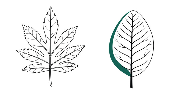 Comparison illustration of two different leaf types where one is a multi lobed leaf and the other is a simple oval leaf.