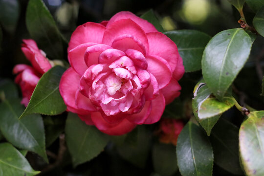 Close up of a pink camellia flower with glossy evergreen leaves growing outdoors in Portugal. Mediterranean ornamental shrub photographed in natural sunlight for botanical themes.