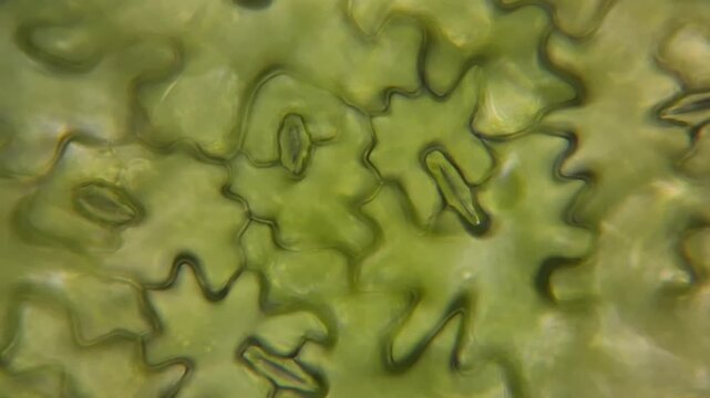 Plant biology microscopy footage of leaf tissue and stoma cells 