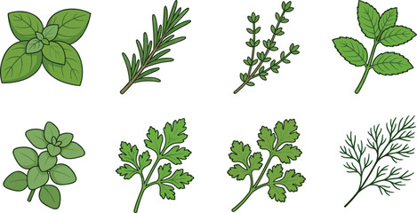Set of fresh green culinary herbs and spices icons including basil rosemary thyme mint parsley cilantro and dill © MstSaifun