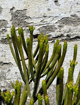 Large Euphorbia tirucalli "Pencil Cactus"