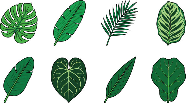 Tropical leaves vector icon set featuring monstera banana leaf palm frond calathea anthurium and fiddle leaf fig