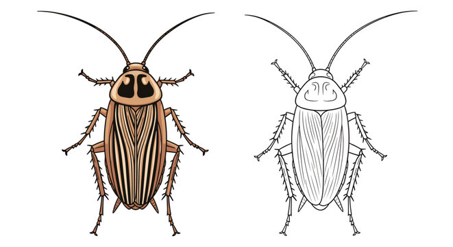 Detailed cartoon illustration of german cockroach with a black and white outline version side by side.
