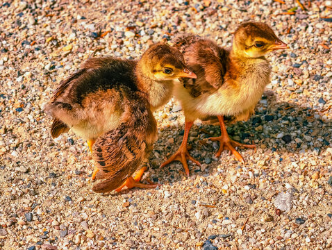 Two young peachicks standing together on a sunlit natural surface, highlighting early development, wildlife, innocence, companionship, family, growth and nature.