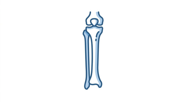 Human Humerus Radius Ulna Bone Diagram Illustration.