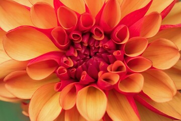 Obraz premium Close-up photograph of a yellow dahlia budbicolor with a red reverse; Dahlia Pinnata variety American Sunset