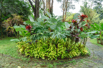 Tropical ornamental plants arranged in a circular garden bed surrounded by trees and greenery in West Java, Indonesia. © Nuzul