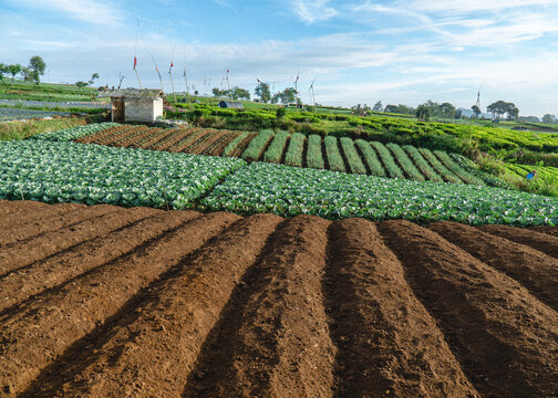 Vegetable fields with cultivated rows and cabbage crops under a blue sky, showcasing sustainable agriculture and fresh produce farming in West Java, Indonesia.