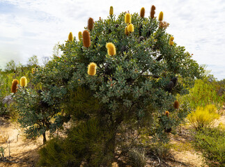 Kalbarri NP © Stefan