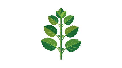 Green Mint Sprig Illustration on White Background © Matahari