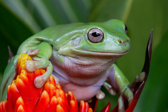 Closeup portrait of a White's Tree Frog, Litoria caerulea
