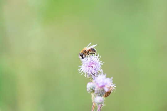 Honey bee or honeybee eats nectar and pollen from thistle flower, close up of eusocial flying insect, pollination of plants, apis mellifera