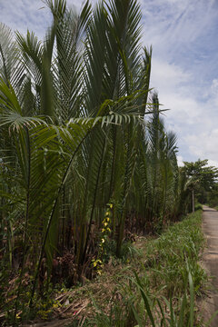 Beautiful Tropical Nipa Palm Leaves, Flowers and Fruits in Vietnam