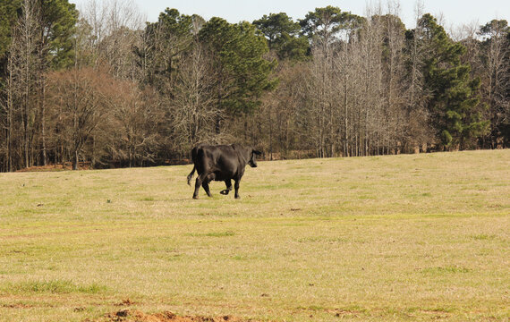 Black Cows Grazing in Pasture Rural East Texas