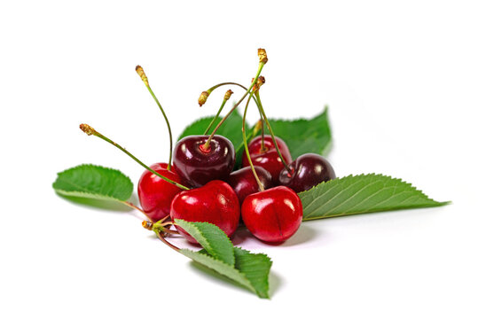 S&uuml;&szlig;kirschen,Vogelkirschen, Prunus avium, vor wei&szlig;em Hintergrund