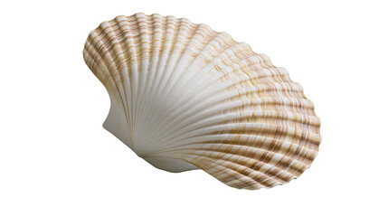 Natural beige and white ridged scallop seashell, isolated on transparent background © Nicolae