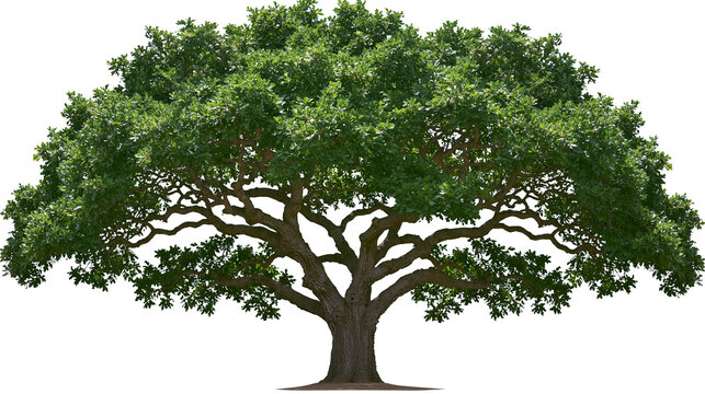 Large green oak tree with thick branches and dense foliage, isolated on transparent background