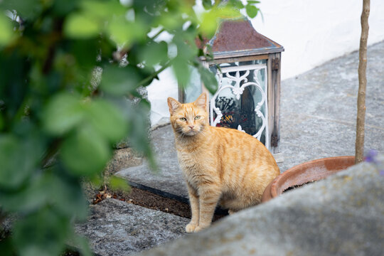 Katze sitzt auf einer Terrasse