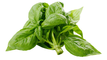 Fototapeta premium Fresh green basil herb bunch, isolated on transparent background