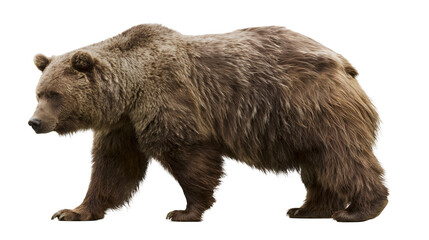 Brown grizzly bear walking, isolated on transparent background © Nicolae