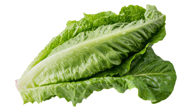 Fresh green romaine lettuce head with water droplets, isolated on transparent background