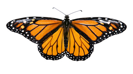 Monarch butterfly with orange black and white wings, isolated on transparent background © Nicolae