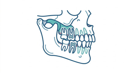 Illustration of human jaw with braces alignment. © Melo