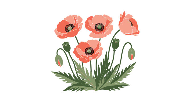 Beautiful pink poppy flowers and unbloomed buds on tall green stems with jagged leaves isolated on white background.