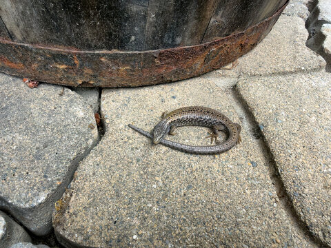 A northern alligator lizard laying on stone paver next to old garden barrel planter during summer time